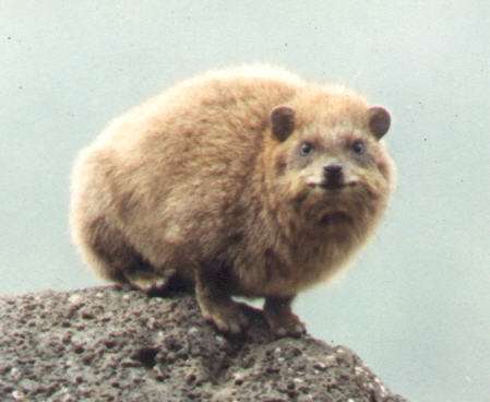 The hyrax